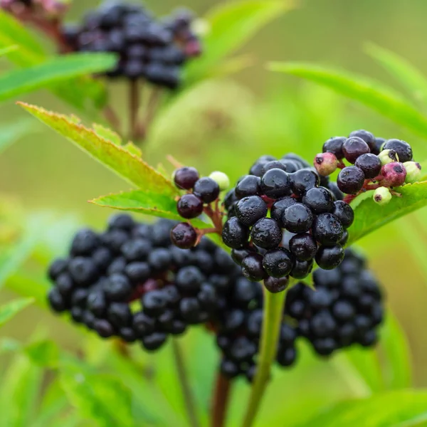 Clusters fruit black elderberry in garden in sun light (Sambucus nigra). elder, black elder, European black elderberry background — Stock Photo, Image