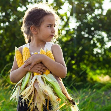 Sonbaharda bir Mısır tarlasında oynarken küçük kız. Mısır koçanı tutan çocuk. Çocuklarla hasat. Çocuklar için sonbahar faaliyetleri