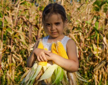 Sonbaharda bir Mısır tarlasında oynarken küçük kız. Mısır koçanı tutan çocuk. Çocuklarla hasat. Çocuklar için sonbahar faaliyetleri