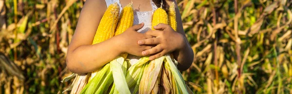 小女孩秋天在玉米地里玩耍。孩子拿着玉米芯。和孩子们一起收割。儿童秋季活动 — 图库照片
