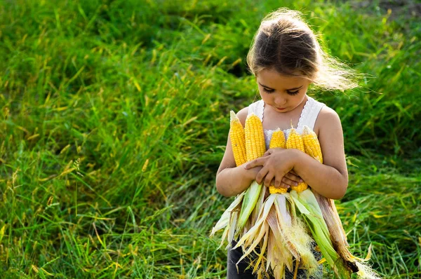 Niña jugando en un campo de maíz en otoño. Niño sosteniendo una mazorca de maíz. Cosechando con niños. Actividades de otoño para niños — Foto de Stock