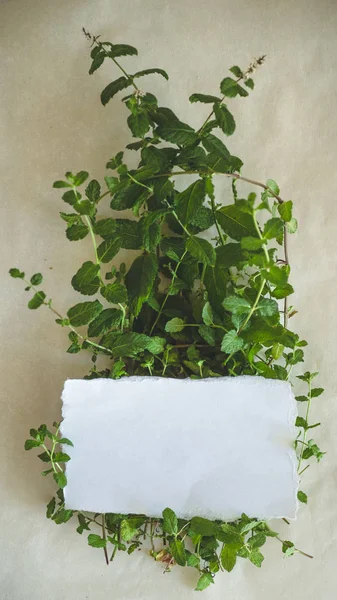 Menta. Un mazzo di fresca foglia di menta verde organica su carta kraft primo piano con spazio per il testo. menta piperita su sfondo carta kraft — Foto Stock