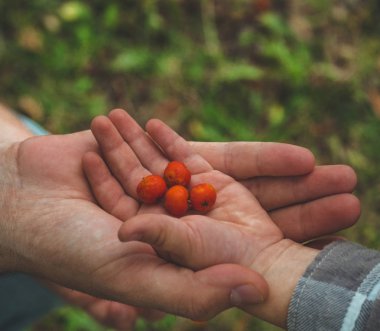 Ashberry erkeklerin elleri ile toplama ve doğa özgeçmişlerine bakarak bebek el. Portre