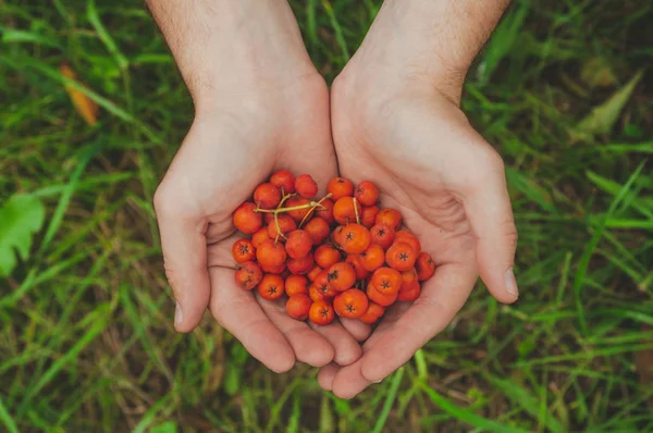 Ung man håller en ashberry i hans händer, man's händer som håller ett gäng mogna rönn bär i höstens närbild — Stockfoto