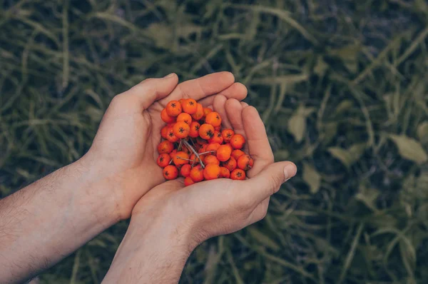 Anak muda memegang sebuah ashberry di tangannya, tangan manusia memegang sekelompok matang Mountain-ash buah di musim gugur closeup — Stok Foto