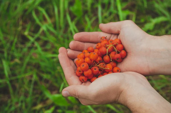 Ung man håller en ashberry i hans händer, man's händer som håller ett gäng mogna rönn bär i höstens närbild — Stockfoto