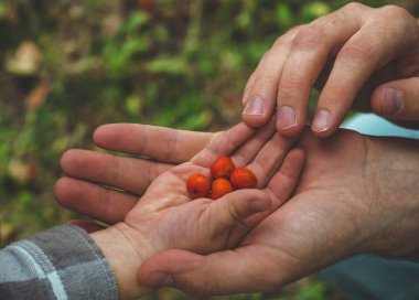 Ashberry erkeklerin elleri ile toplama ve doğa özgeçmişlerine bakarak bebek el. Portre