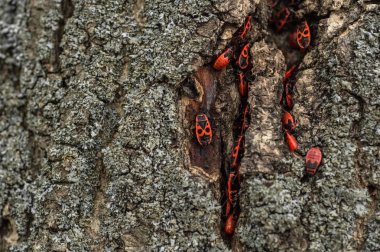Pyrrhocoris apterus veya tahtakuruları-askerler bir ağaç üzerinde kırmızı-siyah böcekleri. Hayvanlar yabani hayvanlar ve bitkiler