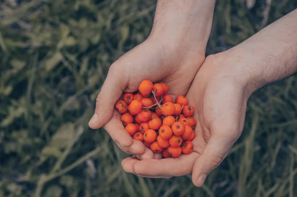 Joven sosteniendo una arándano en sus manos, las manos del hombre sosteniendo un montón de bayas maduras de ceniza de montaña en el primer plano de otoño — Foto de Stock