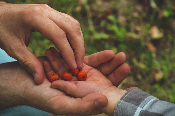 Adorable tangan bayi memetik ashberry dengan tangan laki-laki dan melihat di latar belakang alam. Penutup — Stok Foto