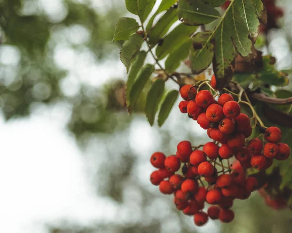 Červená mountain ash na větvi, makro fotografii s selektivní focus.autumnal barevný červený jeřáb větev. červený jeřáb zralé bobule větev — Stock fotografie