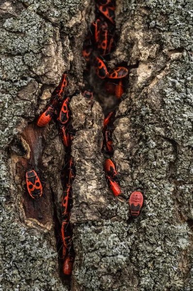 Pyrrhocoris apterus 或臭虫-士兵在树上, 红黑甲虫。动物野生动物 — 图库照片