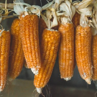 Sarı olgun Mısır sonbaharda toplanan. Cob Mısır, bir sürü asılı sonbahar güneşte kurumaya. Hasat mevsimi