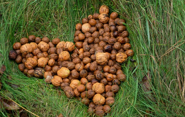 Ceviz taneleri yeşil çim doğal arka plan ile tüm ceviz metal bir plaka üzerinde. Ceviz. Ceviz bir pazar. Sağlıklı