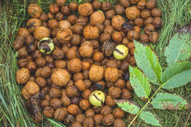 Ceviz taneleri yeşil çim doğal arka plan ile tüm ceviz metal bir plaka üzerinde. Ceviz. Ceviz bir pazar. Sağlıklı