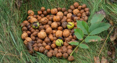 Ceviz taneleri yeşil çim doğal arka plan ile tüm ceviz metal bir plaka üzerinde. Ceviz. Ceviz bir pazar. Sağlıklı