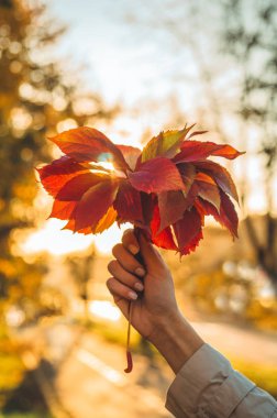 Ivy ağaç yaprak sonbahar güneşin altında tutan kızın el. sarı sonbahar güneşli arka plan