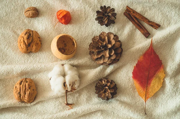 Piękna jesień sezonowy tło. Mandarynka, orzech, cynamon, liści, jesień asortyment sosna stożek bawełny, Granat physilis — Zdjęcie stockowe