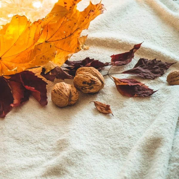 Piękna jesień sezonowy tło. Jesienny asortyment - liści liść orzecha włoskiego i żółty i czerwony. Jesień koncepcja natura — Zdjęcie stockowe