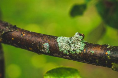Lichen bir ağacın kabuğunda. Lichen huş ağacında yetişiyor..