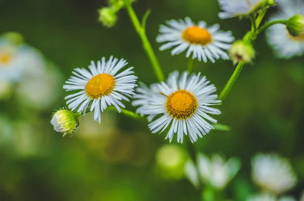 Herbe verte fraîche avec gouttes de rosée et marguerite sur le gros plan de prairie. Saison printanière. — Photo