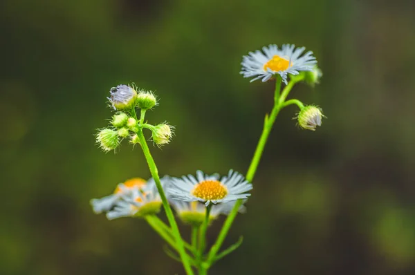 Herbe verte fraîche avec gouttes de rosée et marguerite sur le gros plan de prairie. Saison printanière. — Photo