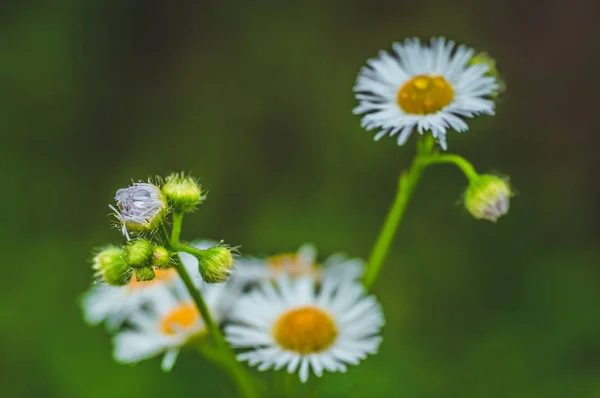 Taze yeşil çimen çiy damlaları ve çayır closeup daisy. Bahar mevsimi. Doğal arka plan — Stok fotoğraf