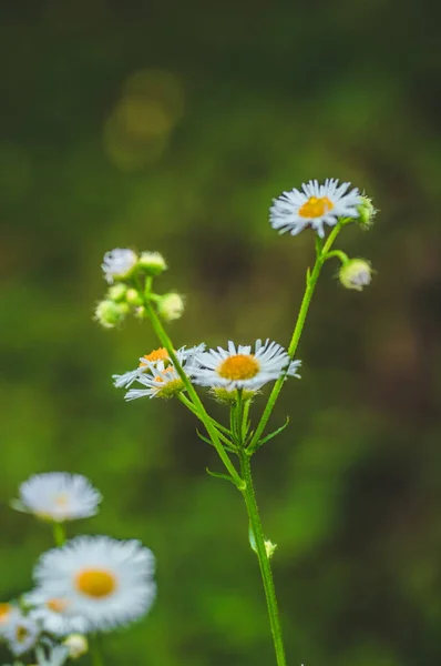 Herbe verte fraîche avec gouttes de rosée et marguerite sur le gros plan de prairie. Saison printanière. — Photo