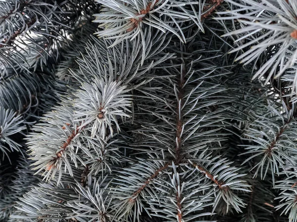 Fondo de invierno y Navidad. Rama de pino bajo la nieve. Las ramas del abeto del árbol de coníferas en la nieve para un primer plano de Año Nuevo . — Foto de Stock