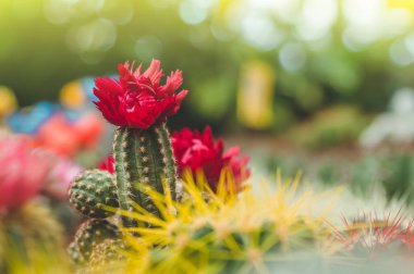 Çeşitli renkli kaktüsler bitkilerde bir sera. Mağaza rafındaki çeşitli kaktüsler. 