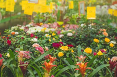 Bahçe salonu. Depodaki, birçok renkli saksı yakın çekim.