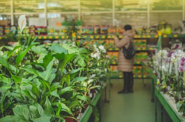 Perakende mağaza yak²n bir kadın bitkiler kaldırır. Sera Bahçe. 