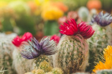 Çeşitli renkli kaktüsler bitkilerde bir sera. Mağaza rafındaki çeşitli kaktüsler. 