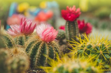 Çeşitli renkli kaktüsler bitkilerde bir sera. Mağaza rafındaki çeşitli kaktüsler. 