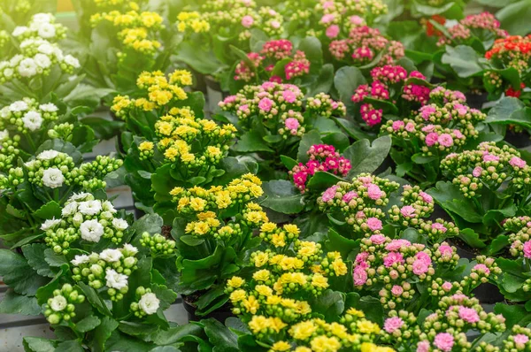 Tuin winkel. Veel kleurrijke bloempot in de winkel, close-up. — Stockfoto