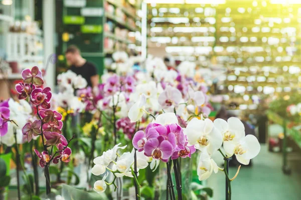 Muchas orquídeas coloridas en una olla en la tienda, primer plano — Foto de Stock