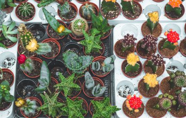 Çeşitli renkli kaktüsler bitkilerde bir sera. Mağaza rafındaki çeşitli kaktüsler. 