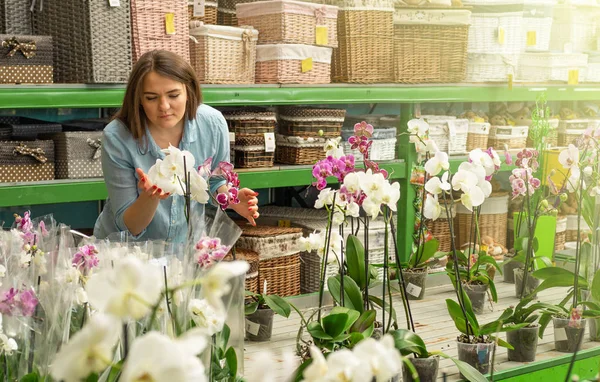 Hermosa cliente femenino oliendo orquídeas florecientes coloridas en la tienda al por menor . — Foto de Stock