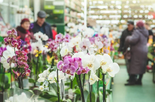Muchas orquídeas coloridas en una olla en la tienda, primer plano — Foto de Stock