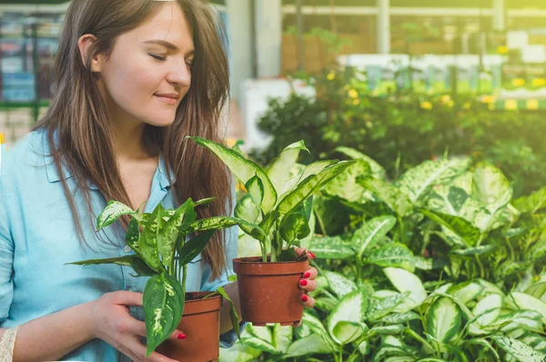 Hermosa chica cliente elige plantas ficus en la tienda minorista. Jardinería en invernadero . — Foto de Stock