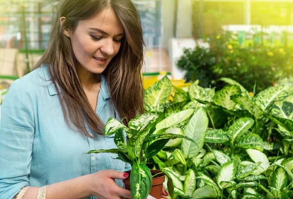 Hermosa chica cliente elige plantas ficus en la tienda minorista. Jardinería en invernadero . — Foto de Stock