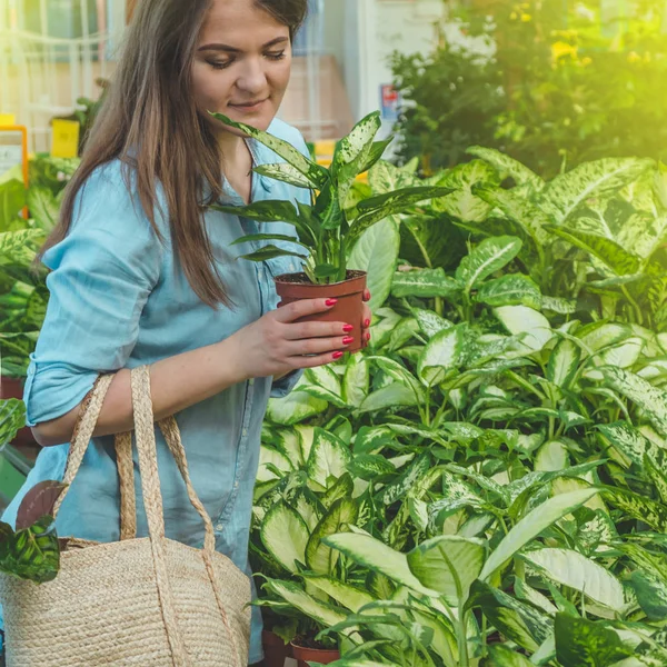 Hermosa chica cliente elige plantas ficus en la tienda minorista. Jardinería en invernadero . — Foto de Stock