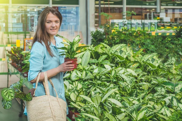 Hermosa chica cliente elige plantas ficus en la tienda minorista. Jardinería en invernadero . — Foto de Stock