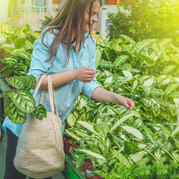 Hermosa chica cliente elige plantas ficus en la tienda minorista. Jardinería en invernadero . — Foto de Stock