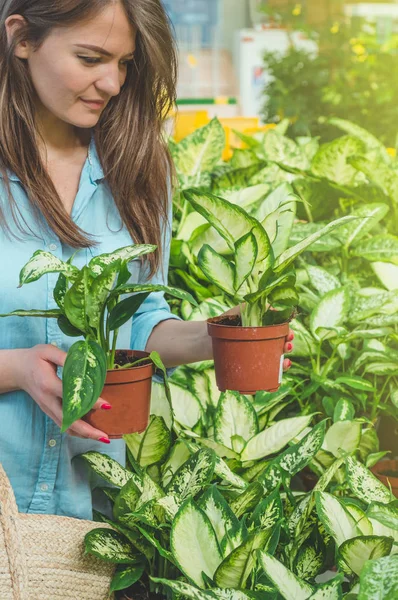 Hermosa chica cliente elige plantas ficus en la tienda minorista. Jardinería en invernadero . — Foto de Stock