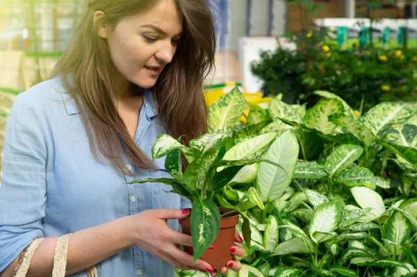 Gadis cantik pelanggan memilih ficus tanaman di toko ritel. Berkebun di Rumah Kaca . — Stok Foto