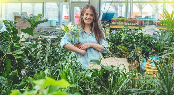 Hermosa chica cliente elige plantas ficus en la tienda minorista. Jardinería en invernadero . — Foto de Stock