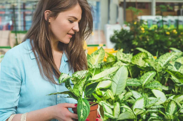 Hermosa chica cliente elige plantas ficus en la tienda minorista. Jardinería en invernadero . — Foto de Stock