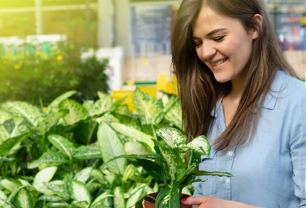 Hermosa chica cliente elige plantas ficus en la tienda minorista. Jardinería en invernadero . — Foto de Stock
