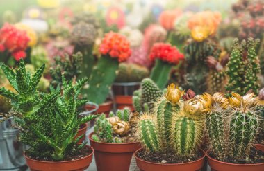 Çeşitli renkli kaktüsler bitkilerde bir sera. Mağaza rafındaki çeşitli kaktüsler. 